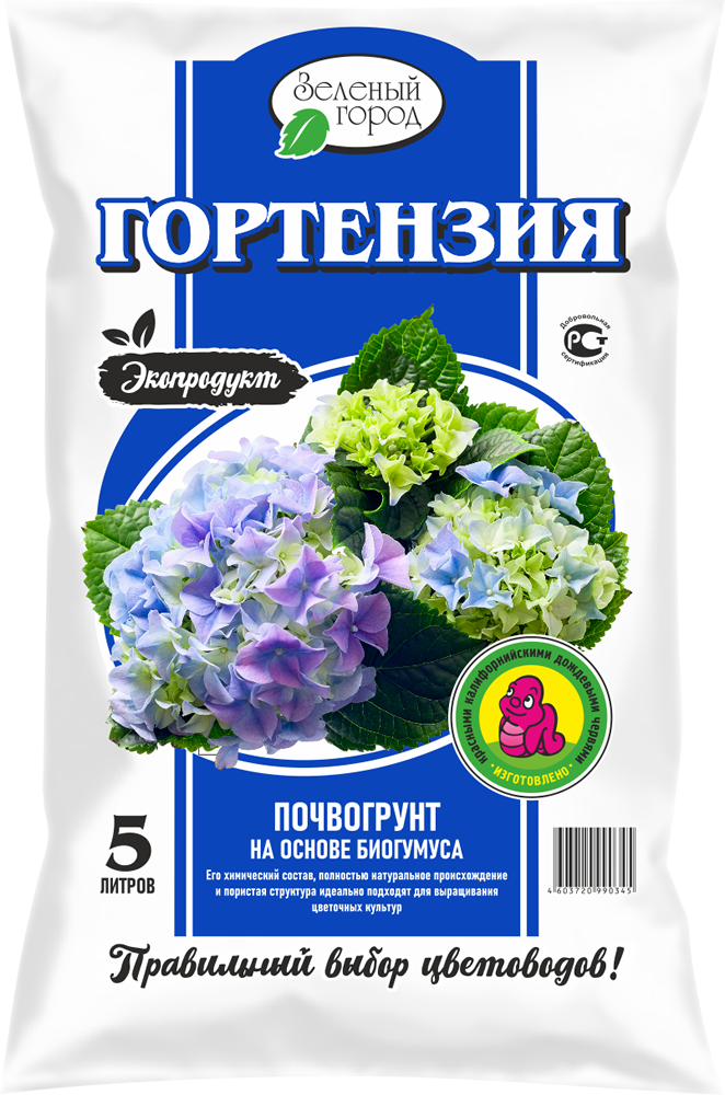 Гортензия
